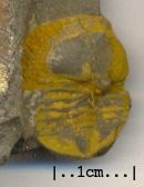 Cryptolithus tessalatus