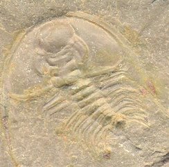 Olenellus Fremonti
