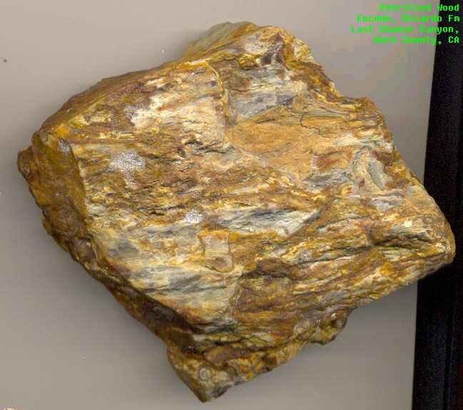 Petrified wood