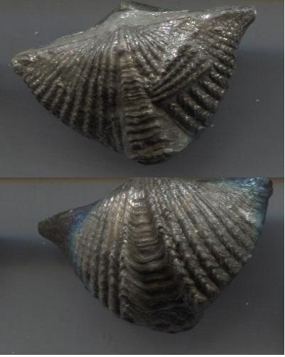 Brachiopod-<I>Mucrospirifer woodsei?, platystrophia</I> sp