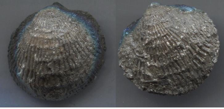 Brachiopod-<I>Atrypa?</I> sp