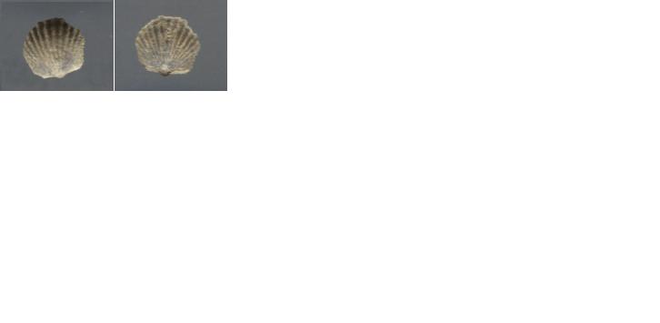 Brachiopod-<I>Unid Dev brachiopod</I> sp