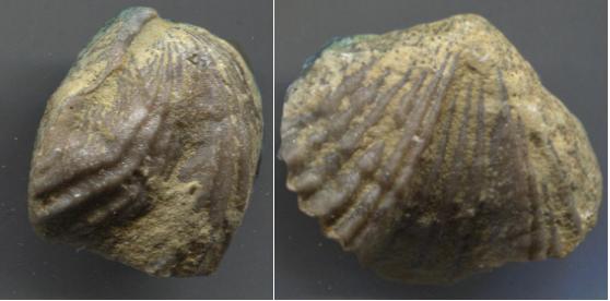 Brachiopod-<I>Platystrophia</I> sp