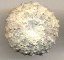 <I>Phymosoma</I> sp
