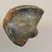 Brachiopod-<I>Ambocoelia</I> sp