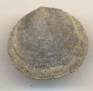 Brachiopod-<I>Rhipidomella</I> sp 