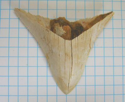 Carcharodon megladon