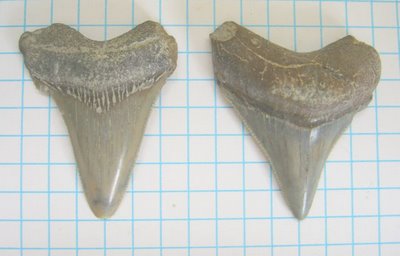 Carcharodon sulcidens